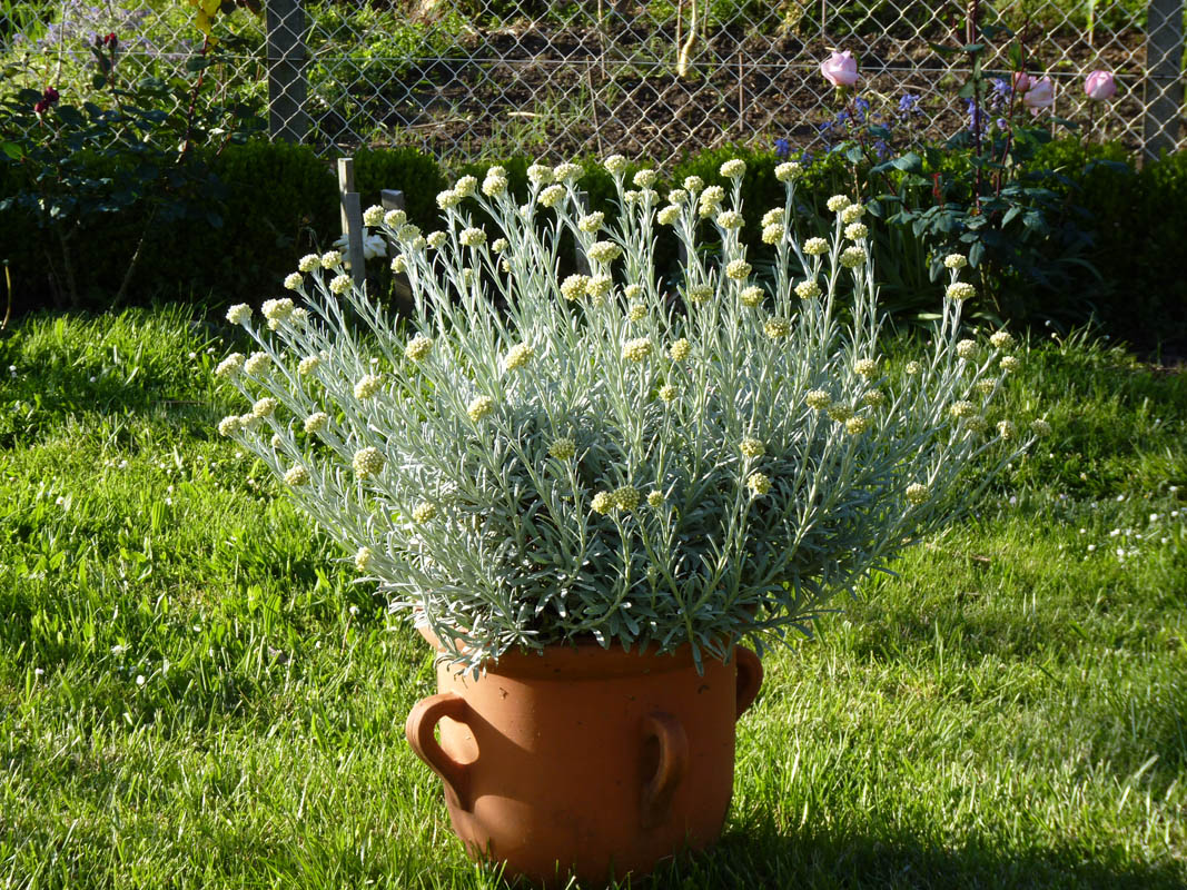 Helichrysum orientale 7
